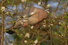 woodpigeon_3103b.jpg