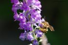 Filename=woolCarder_gdn_130620a.jpg
Filesize=504KB
Dimensions=1200x800
Date added=Apr 11, 2021 woolCarder_gdn_130620a.jpg