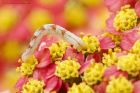 Filename=wormwoodPug_240815a.jpg
Filesize=349KB
Dimensions=1200x800
Date added=Dec 10, 2015 wormwoodPug_240815a.jpg