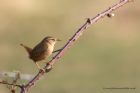 wren_030311b.jpg