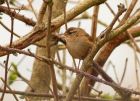 wren_040408a.jpg