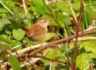 wren_060408a.jpg