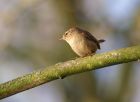 wren_0704f.jpg