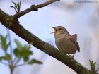 wren_090411a.jpg