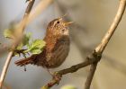 Filename=wren_100410l.jpg
Filesize=263KB
Dimensions=1000x714
Date added=Apr 18, 2010 wren_100410l.jpg