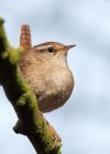 wren_100410w.jpg