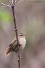 Filename=wren_160411b.jpg
Filesize=223KB
Dimensions=667x1000
Date added=Apr 19, 2011 wren_160411b.jpg
