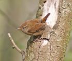 wren_1704j.jpg