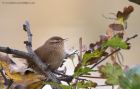 wren_211111b.jpg