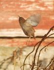 wren_220308c.jpg