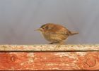 wren_220308e.jpg