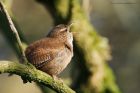 wren_250316a.jpg