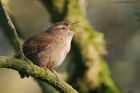 wren_250316b.jpg