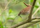 wren_250511j.jpg