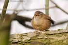 wren_270216b.jpg