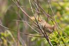Filename=wren_300412b.jpg
Filesize=233KB
Dimensions=1000x667
Date added=May 01, 2012 wren_300412b.jpg