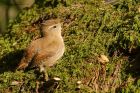 Filename=wren_LM_101018c.jpg
Filesize=628KB
Dimensions=1200x800
Date added=Mar 23, 2021 wren_LM_101018c.jpg