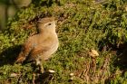 wren_LM_101018c.jpg