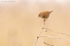 wren_MM_010419b.jpg