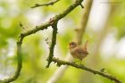 wren_SP_040518a.jpg