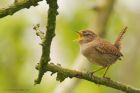 wren_SP_0894.jpg