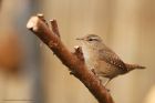 wren_gdn_141019a.jpg