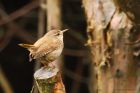 wren_gdn_210521a.jpg