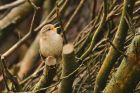 wren_gdn_210521b.jpg