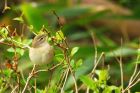 Filename=ww_gdn_120422e.jpg
Filesize=833KB
Dimensions=1300x867
Date added=Aug 22, 2024 ww_gdn_120422e.jpg