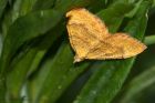 Filename=yellowShell_300614a.jpg
Filesize=250KB
Dimensions=1200x800
Date added=Sep 24, 2014 yellowShell_300614a.jpg