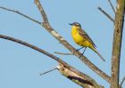 yellowWagtail_070609d.jpg