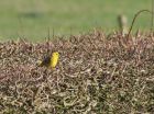 Filename=yellowhammer_0703a.jpg
Filesize=167KB
Dimensions=800x598
Date added=Sep 15, 2008 yellowhammer_0703a.jpg