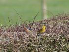 yellowhammer_0703b.jpg