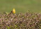 yellowhammer_070409a.jpg