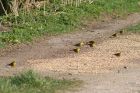 yellowhammers_1403a.jpg